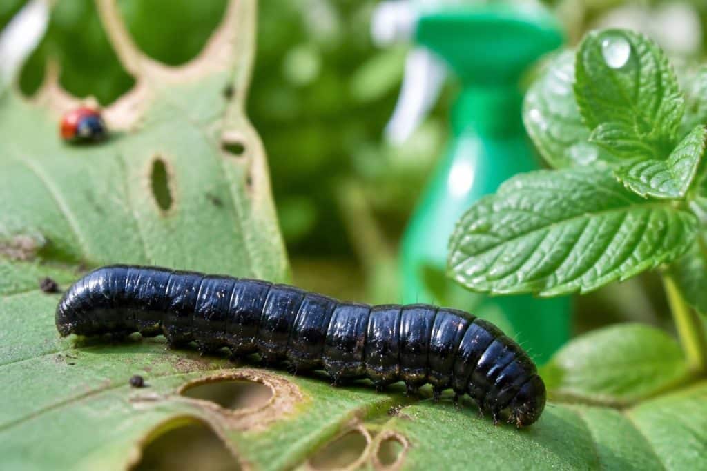 découvrez comment identifier la larve noire, comprendre les risques qu'elle présente et explorez des solutions efficaces pour la combattre rapidement et durablement.