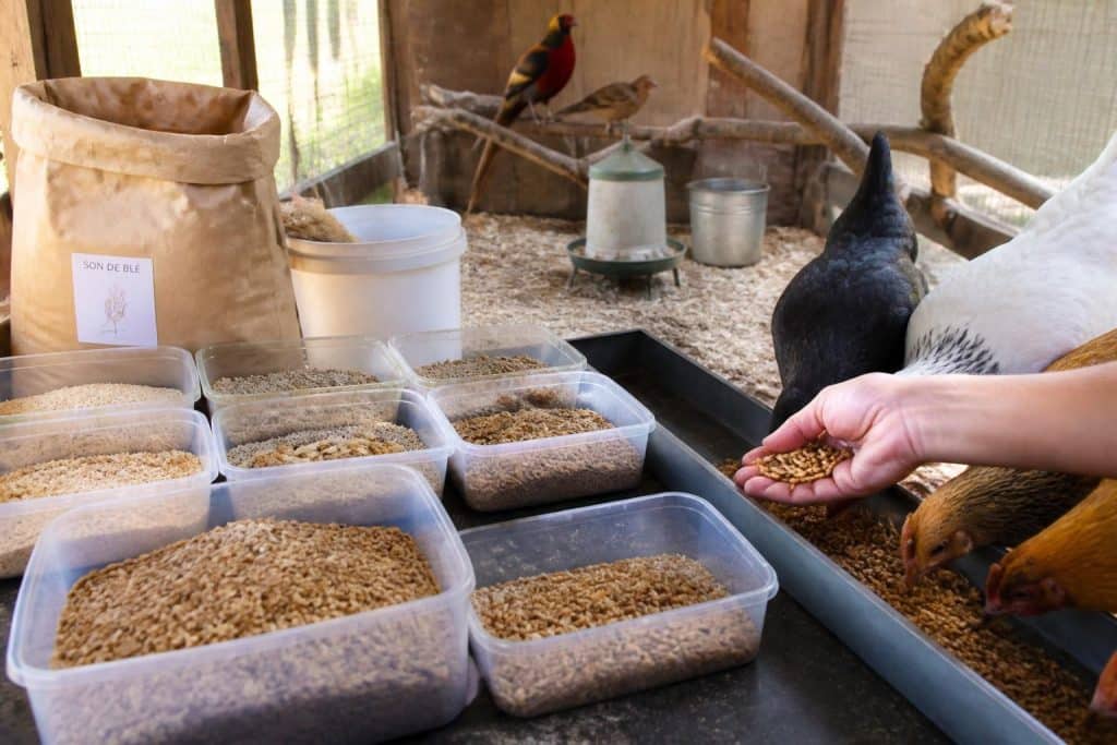 découvrez comment élever des vers de farine, leurs usages variés ainsi que leurs bienfaits pour la santé et le bien-être de vos animaux.